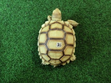 ケヅメリクガメベビー トーゴ産CB個体35番 の画像