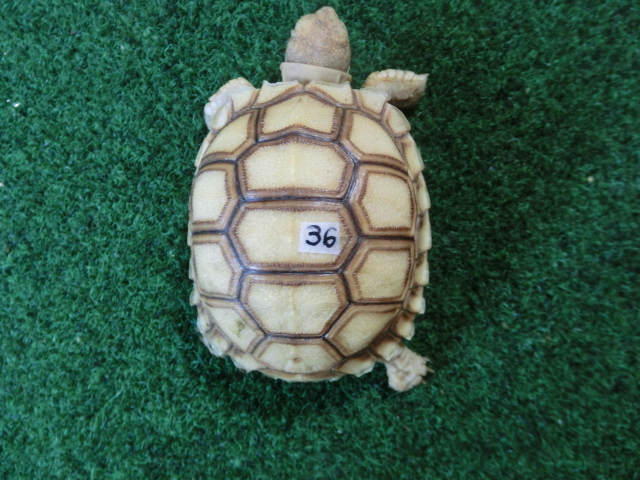 ケヅメリクガメベビー トーゴ産CB個体36番 の画像