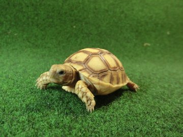 ケヅメリクガメベビー トーゴ産CB個体36番 の画像