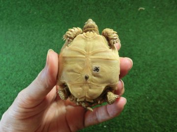 ケヅメリクガメベビー トーゴ産CB個体36番 の画像