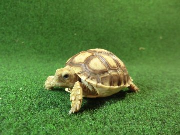 ケヅメリクガメベビー トーゴ産CB個体37番 少甲板タイプの画像