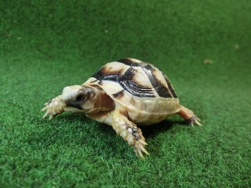 マルギナータリクガメベビー(フチゾリリクガメ)EUCB個体 52番の画像