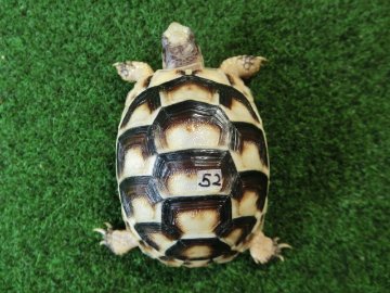 マルギナータリクガメベビー(フチゾリリクガメ)EUCB個体 52番の画像