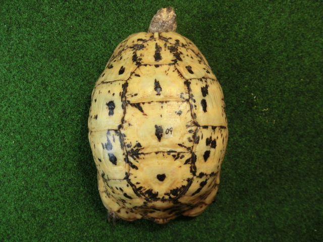 キレナイカギリシャリクガメ (リビア地中海リクガメ）EGCB個体 09番メスの画像
