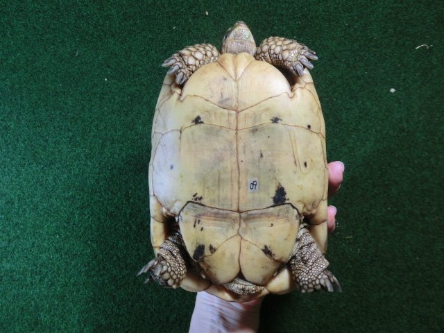 キレナイカギリシャリクガメ (リビア地中海リクガメ）EGCB個体 09番メスの画像