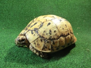 キレナイカギリシャリクガメ (リビア地中海リクガメ）EGCB個体 09番メスの画像