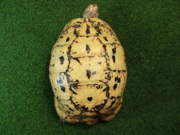 キレナイカギリシャリクガメ (リビア地中海リクガメ）EGCB個体 09番メスの画像