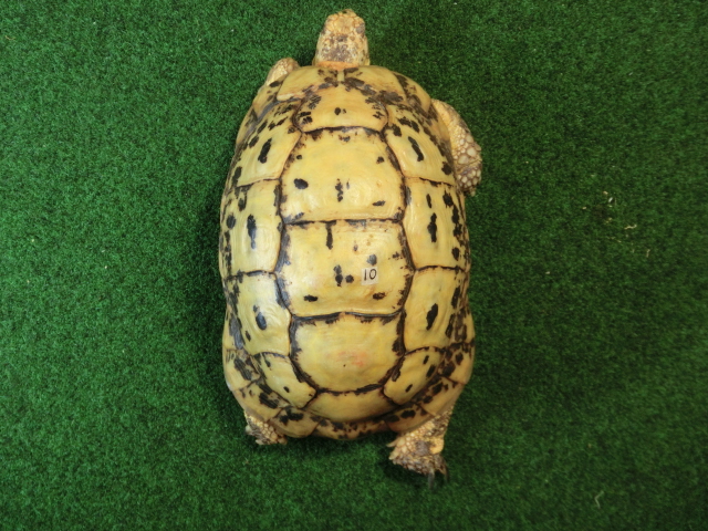 キレナイカギリシャリクガメ (リビア地中海リクガメ）EGCB個体 10番 恐らくオスの画像