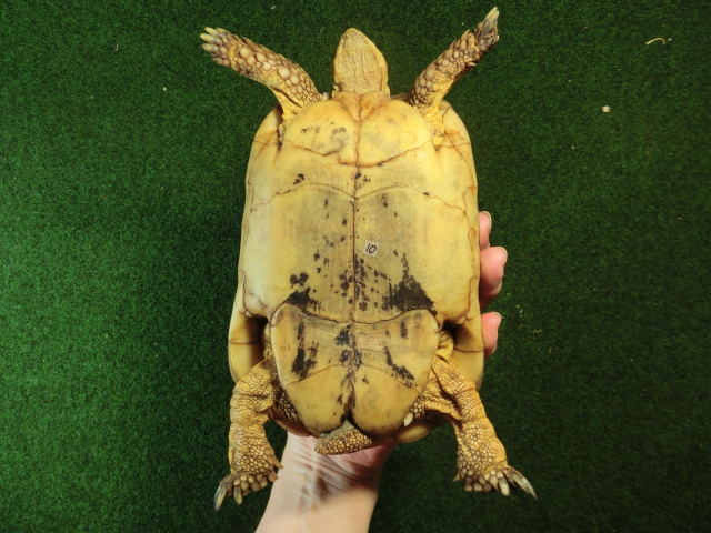キレナイカギリシャリクガメ (リビア地中海リクガメ）EGCB個体 10番 恐らくオスの画像