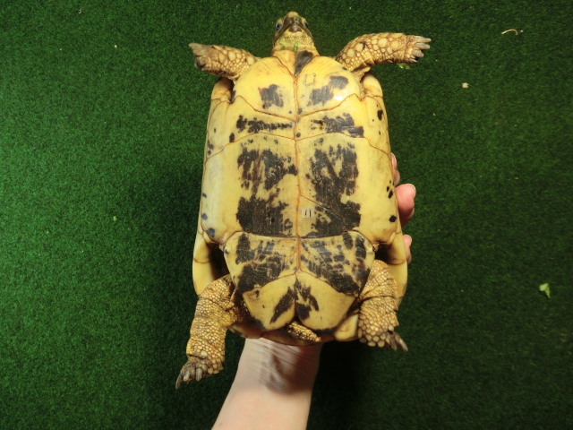 キレナイカギリシャリクガメ (リビア地中海リクガメ）EGCB個体 11番 メスの画像