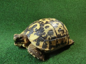 キレナイカギリシャリクガメ (リビア地中海リクガメ）EGCB個体 11番 メスの画像