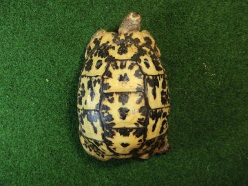 キレナイカギリシャリクガメ (リビア地中海リクガメ）EGCB個体 11番 メスの画像