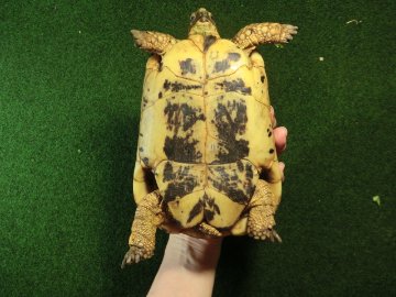 キレナイカギリシャリクガメ (リビア地中海リクガメ）EGCB個体 11番 メスの画像