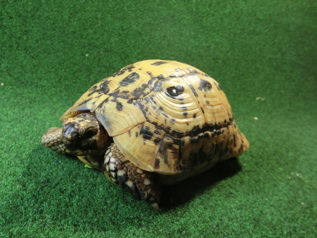 キレナイカギリシャリクガメ (リビア地中海リクガメ）EGCB個体 12番 オスの画像