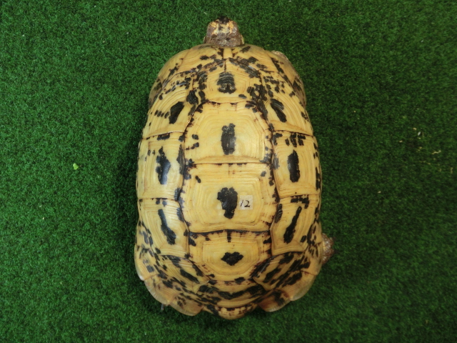 キレナイカギリシャリクガメ (リビア地中海リクガメ）EGCB個体 12番 オスの画像