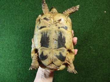 キレナイカギリシャリクガメ (リビア地中海リクガメ）EGCB個体 12番 オスの画像