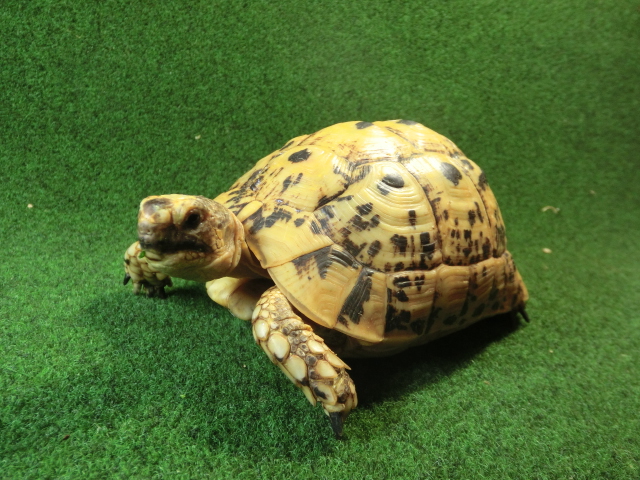 キレナイカギリシャリクガメ (リビア地中海リクガメ）EGCB個体 15番 恐らくオスの画像
