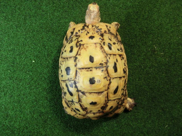 キレナイカギリシャリクガメ (リビア地中海リクガメ）EGCB個体 15番 恐らくオスの画像