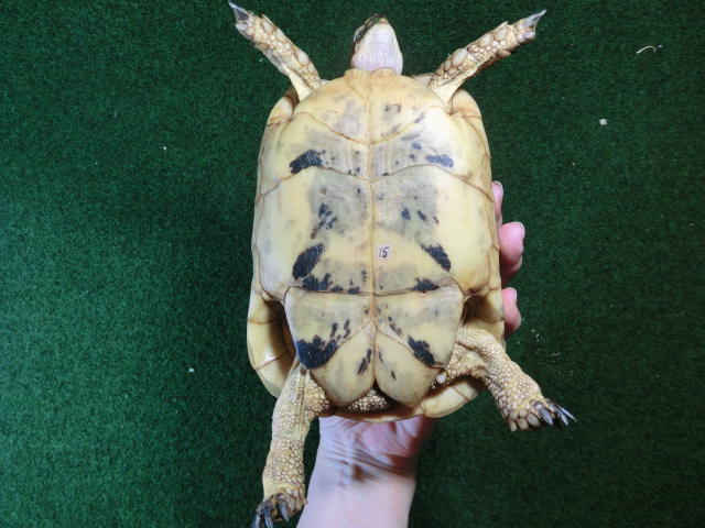 キレナイカギリシャリクガメ (リビア地中海リクガメ）EGCB個体 15番 恐らくオスの画像
