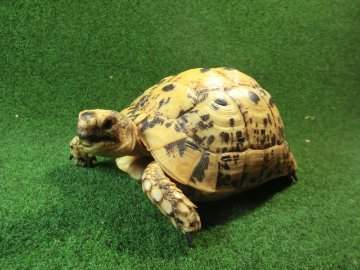 キレナイカギリシャリクガメ (リビア地中海リクガメ）EGCB個体 15番 恐らくオスの画像