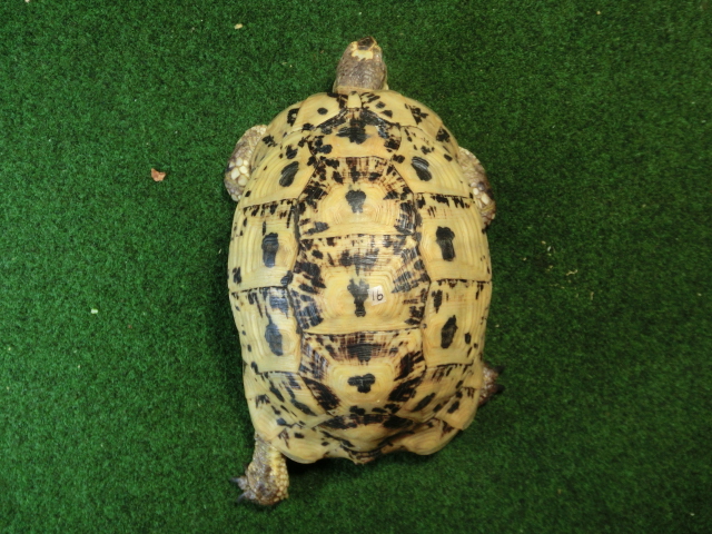 キレナイカギリシャリクガメ (リビア地中海リクガメ）EGCB個体 16番 オスの画像