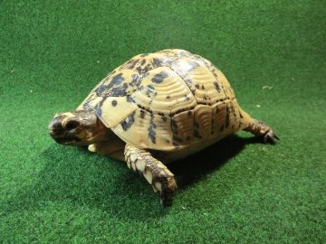 キレナイカギリシャリクガメ (リビア地中海リクガメ）EGCB個体 16番 オスの画像