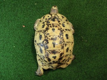 キレナイカギリシャリクガメ (リビア地中海リクガメ）EGCB個体 16番 オスの画像
