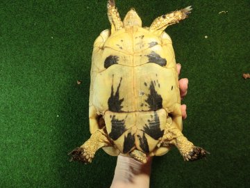 キレナイカギリシャリクガメ (リビア地中海リクガメ）EGCB個体 16番 オスの画像