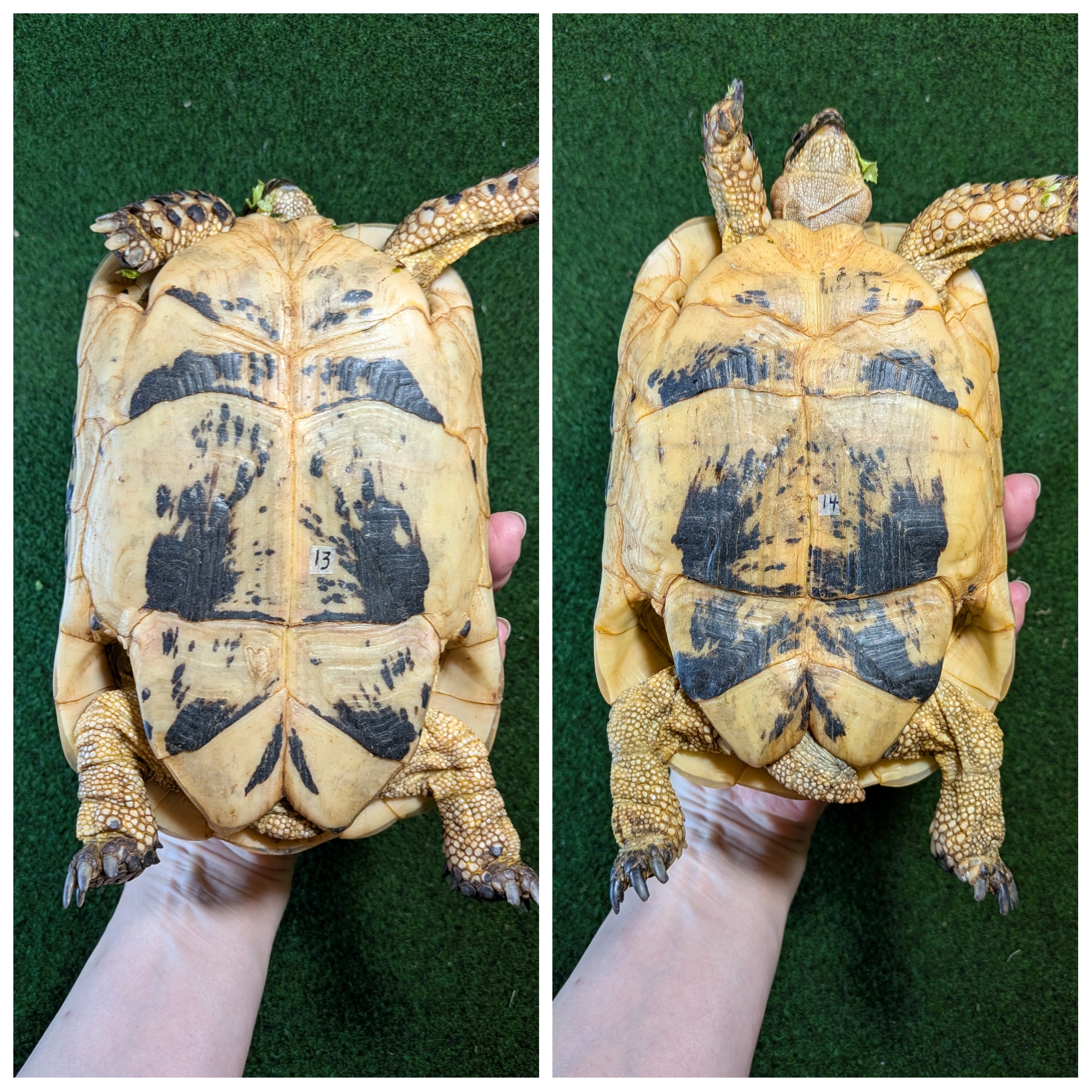 キレナイカギリシャリクガメ (リビア地中海リクガメ）EGCB個体 ペアの画像