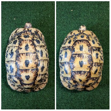 キレナイカギリシャリクガメ (リビア地中海リクガメ）EGCB個体 ペアの画像