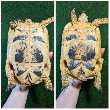 キレナイカギリシャリクガメ (リビア地中海リクガメ）EGCB個体 ペアの画像