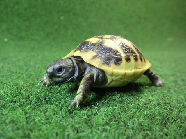 ヘルマンリクガメベビーEUCB個体 57番の画像
