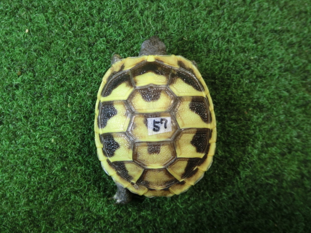 ヘルマンリクガメベビーEUCB個体 57番の画像