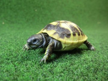 ヘルマンリクガメベビーEUCB個体 57番の画像
