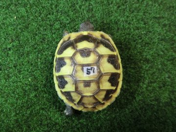ヘルマンリクガメベビーEUCB個体 57番の画像