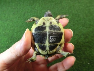 ヘルマンリクガメベビーEUCB個体 57番の画像