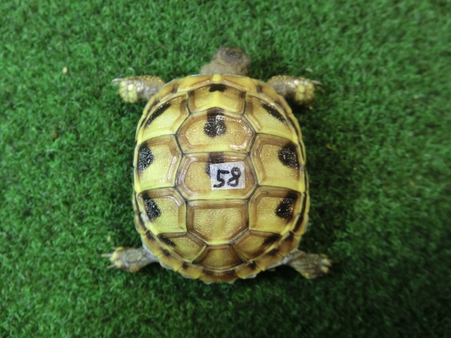 ヘルマンリクガメベビーEUCB個体 58番の画像