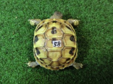 ヘルマンリクガメベビーEUCB個体 58番の画像