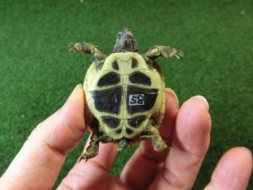 ヘルマンリクガメベビーEUCB個体 58番の画像