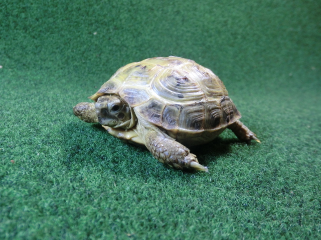 ホルスフィールドリクガメSサイズCB個体59番の画像