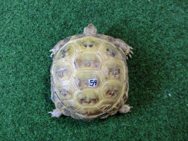 ホルスフィールドリクガメSサイズCB個体59番の画像