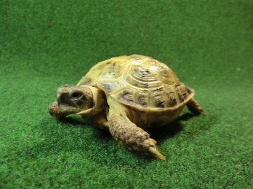 ホルスフィールドリクガメSMサイズ メスCB個体59番の画像