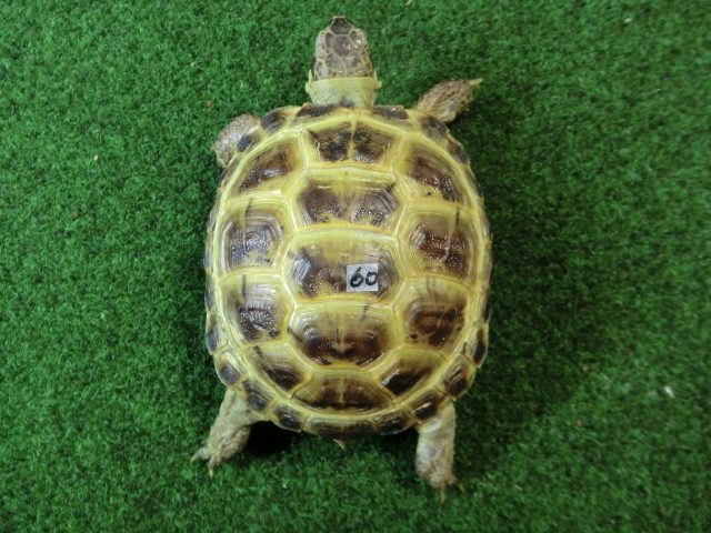 ホルスフィールドリクガメSサイズCB個体60番の画像