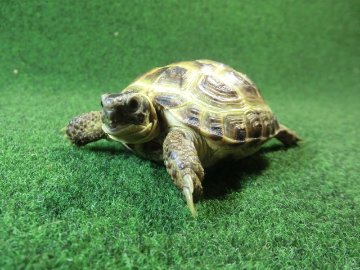 ホルスフィールドリクガメSサイズCB個体60番の画像