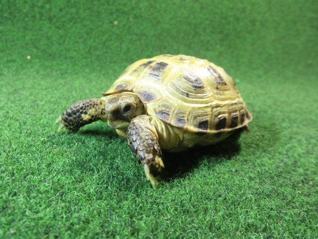 ホルスフィールドリクガメSサイズCB個体61番の画像