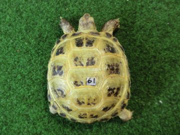 ホルスフィールドリクガメSサイズCB個体61番の画像