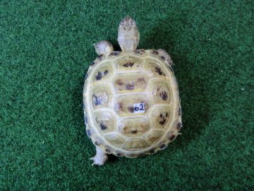 ホルスフィールドリクガメSサイズCB個体62番の画像