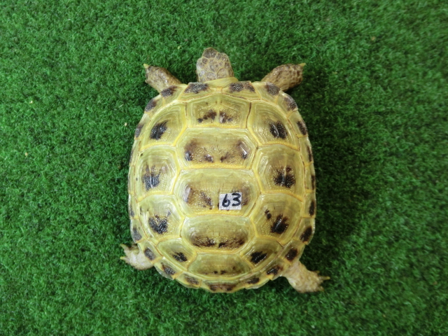 ホルスフィールドリクガメSサイズCB個体63番の画像