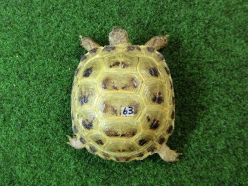ホルスフィールドリクガメSサイズCB個体63番の画像