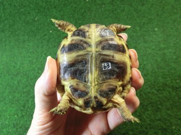 ホルスフィールドリクガメSサイズCB個体63番の画像